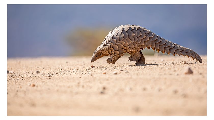 Photograph of a Temminck&#039;s Pangolin, taken in the Okonjima Nature Reserve, Namibia, by Naun Amable Silva of Peru. 