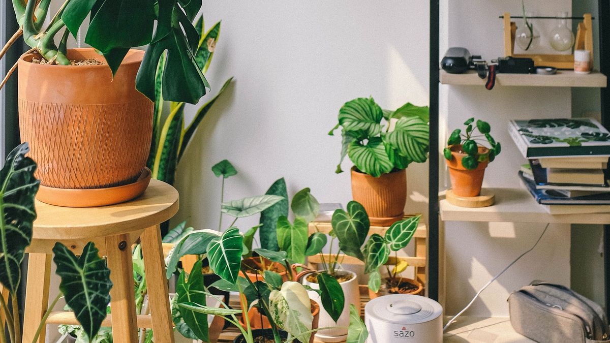 The indoor gardening trend that is surging in popularity on Instagram ...