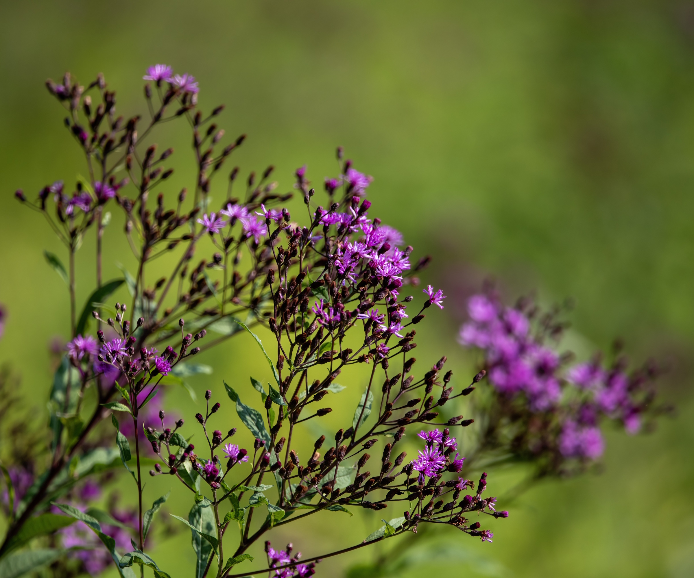Purple ironweed flowers in summer