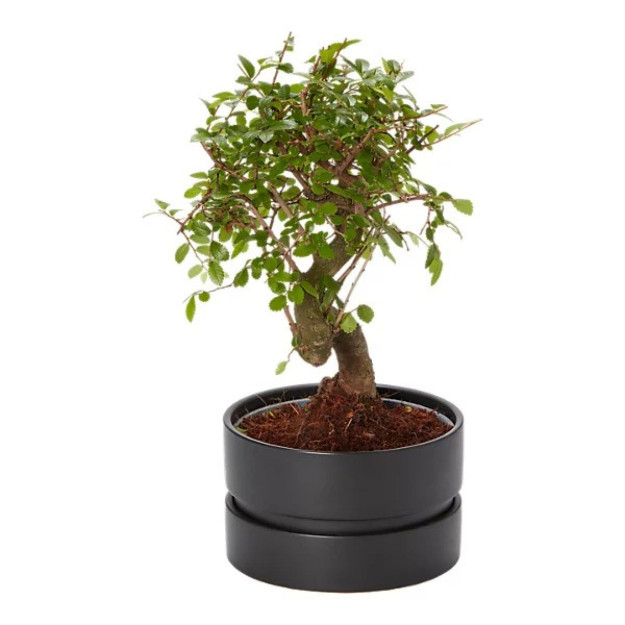 Bonsai tree 
