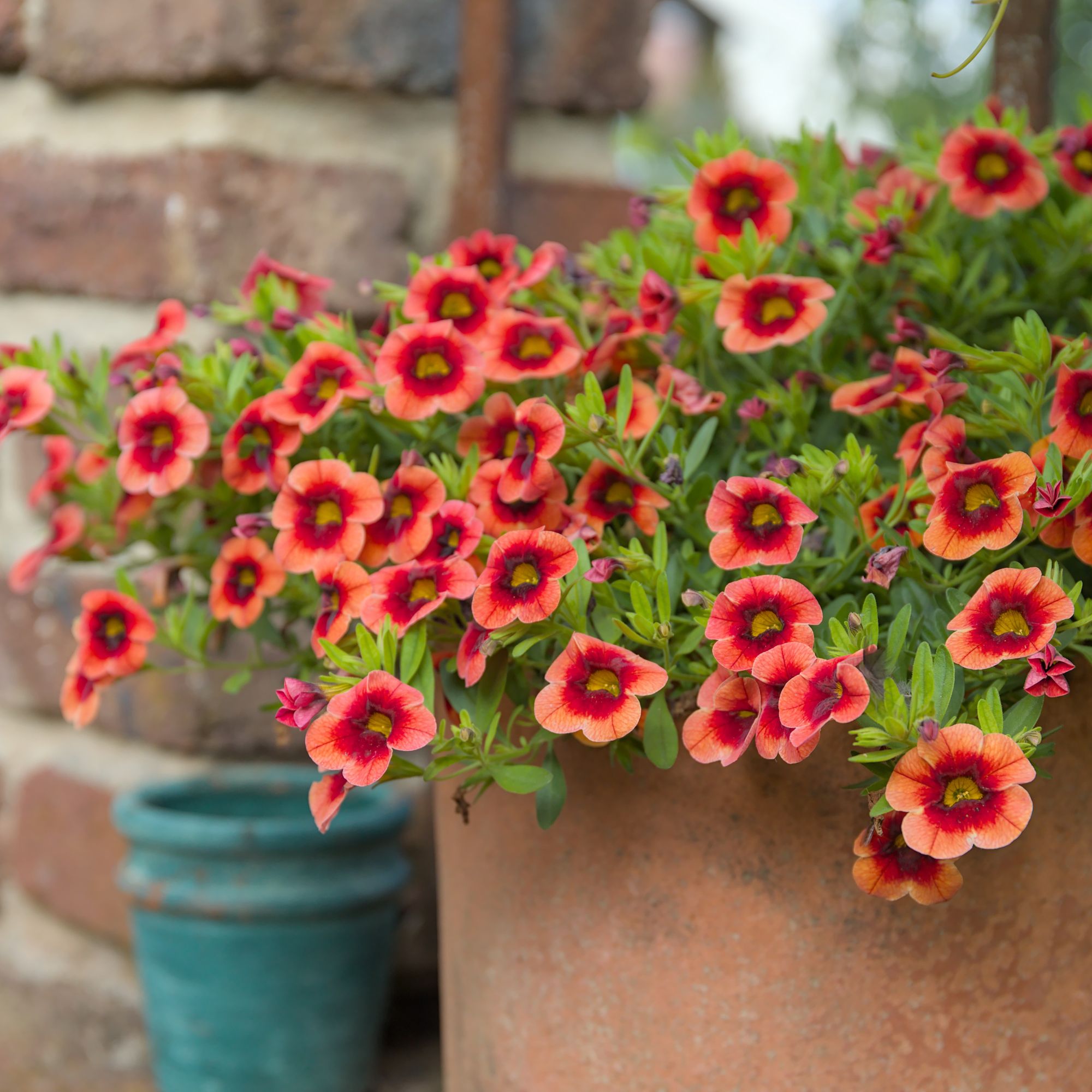 orange calibrachoa in container