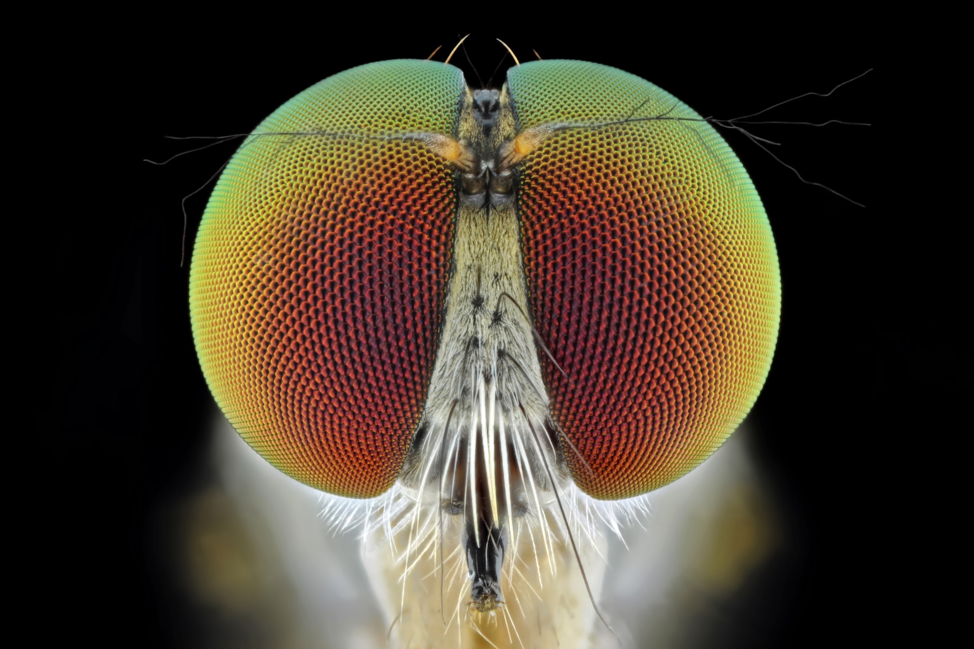 a close-up of a robber fly showing its iridescent compound eyes