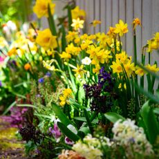 spring flowers in garden border