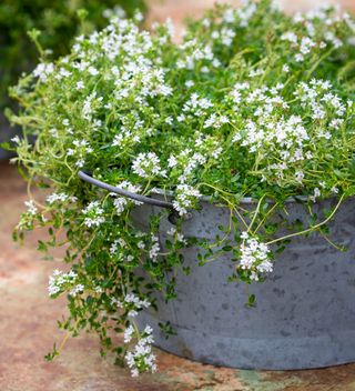 how to grow thyme: thyme loves growing in a container