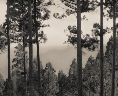 Photo of a forest in black and white