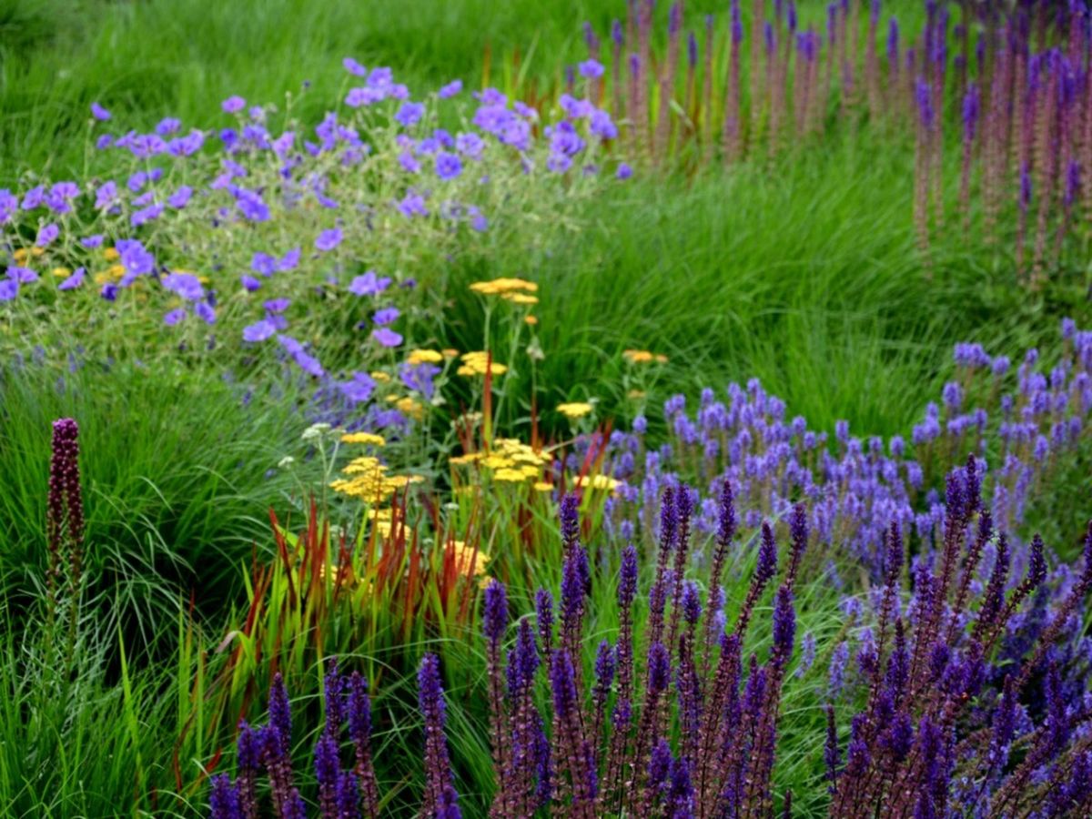 Plants For Prairie Gardens Growing And Caring For Prairie Gardens 
