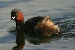 Alaotra grebe