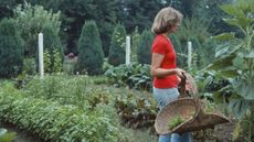 martha stewart in her garden with a basket