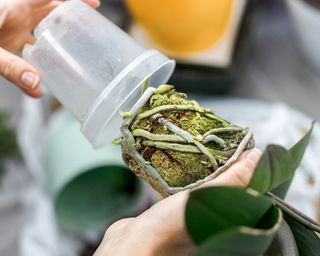 Woman holding transparent pot for orchids and phalaenopsis orchid plant before potting