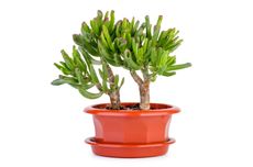 Potted Small Gollum Jade Crassula Plant