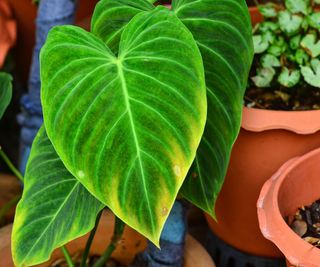 Green Philodendron Splendid leaf nature texture