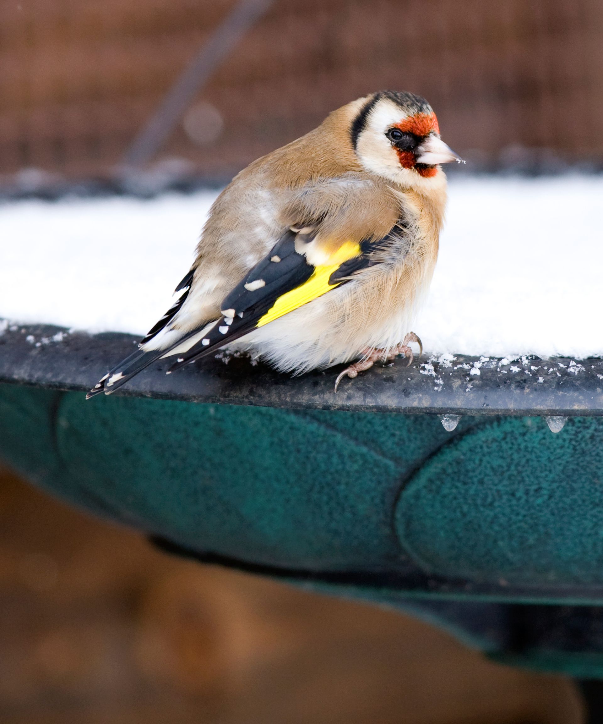 goldfinch on frozen bird bath in winter