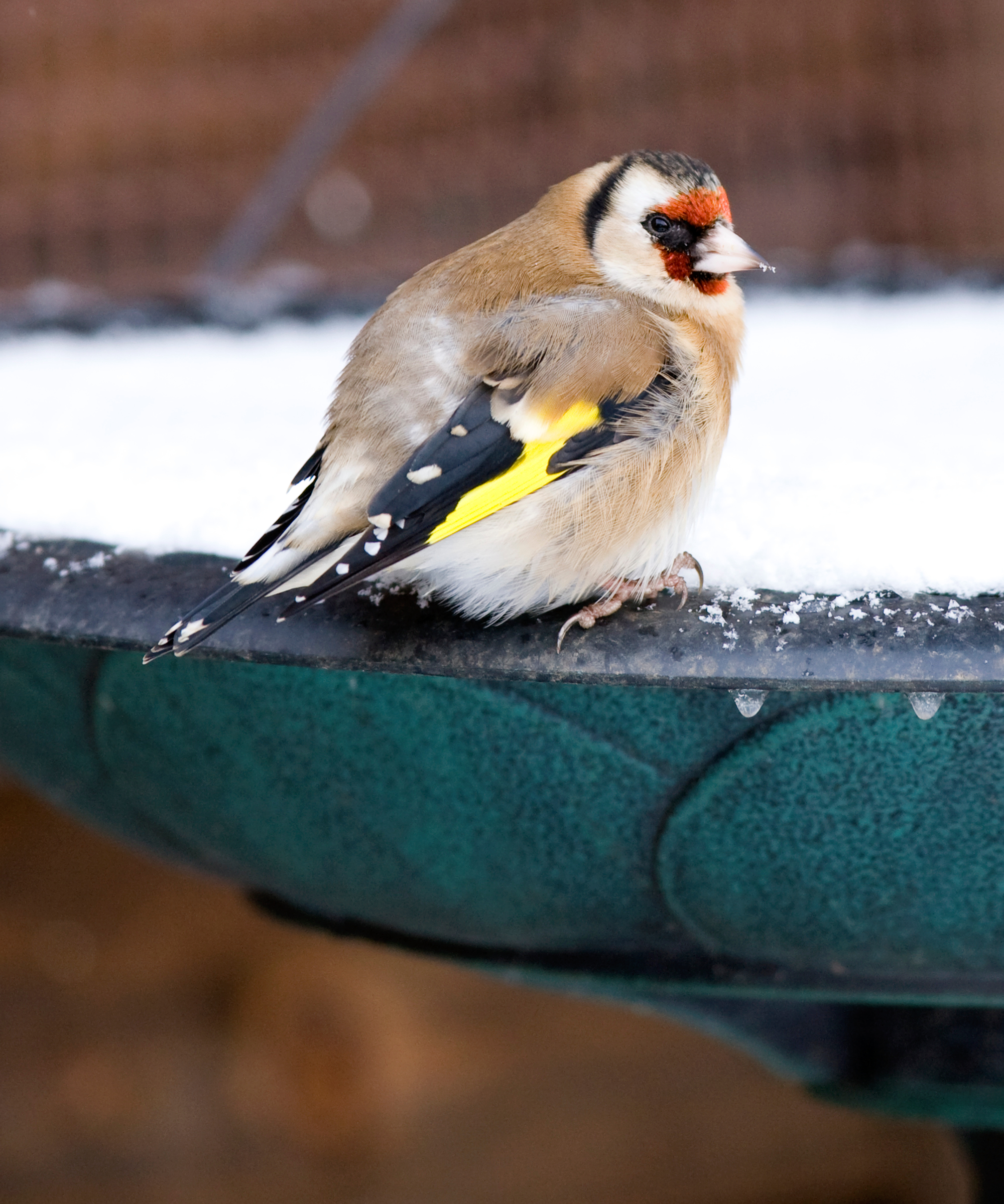 goldfinch on frozen bird bath in winter