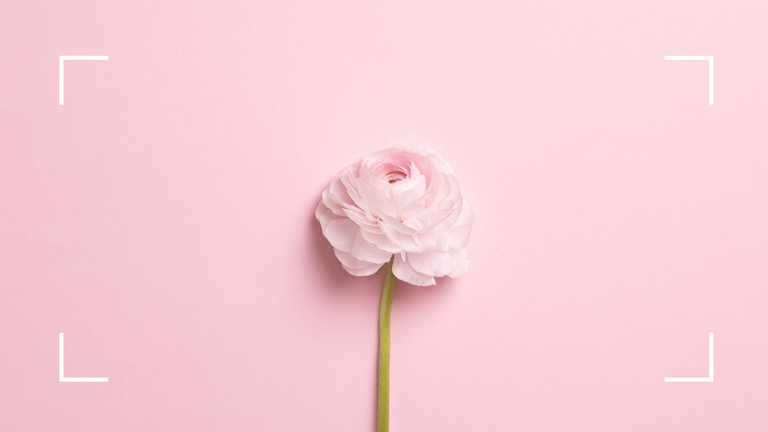 closed pink flower on pink background