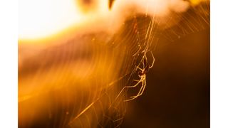 A spider in a web shot with backlit golden sun