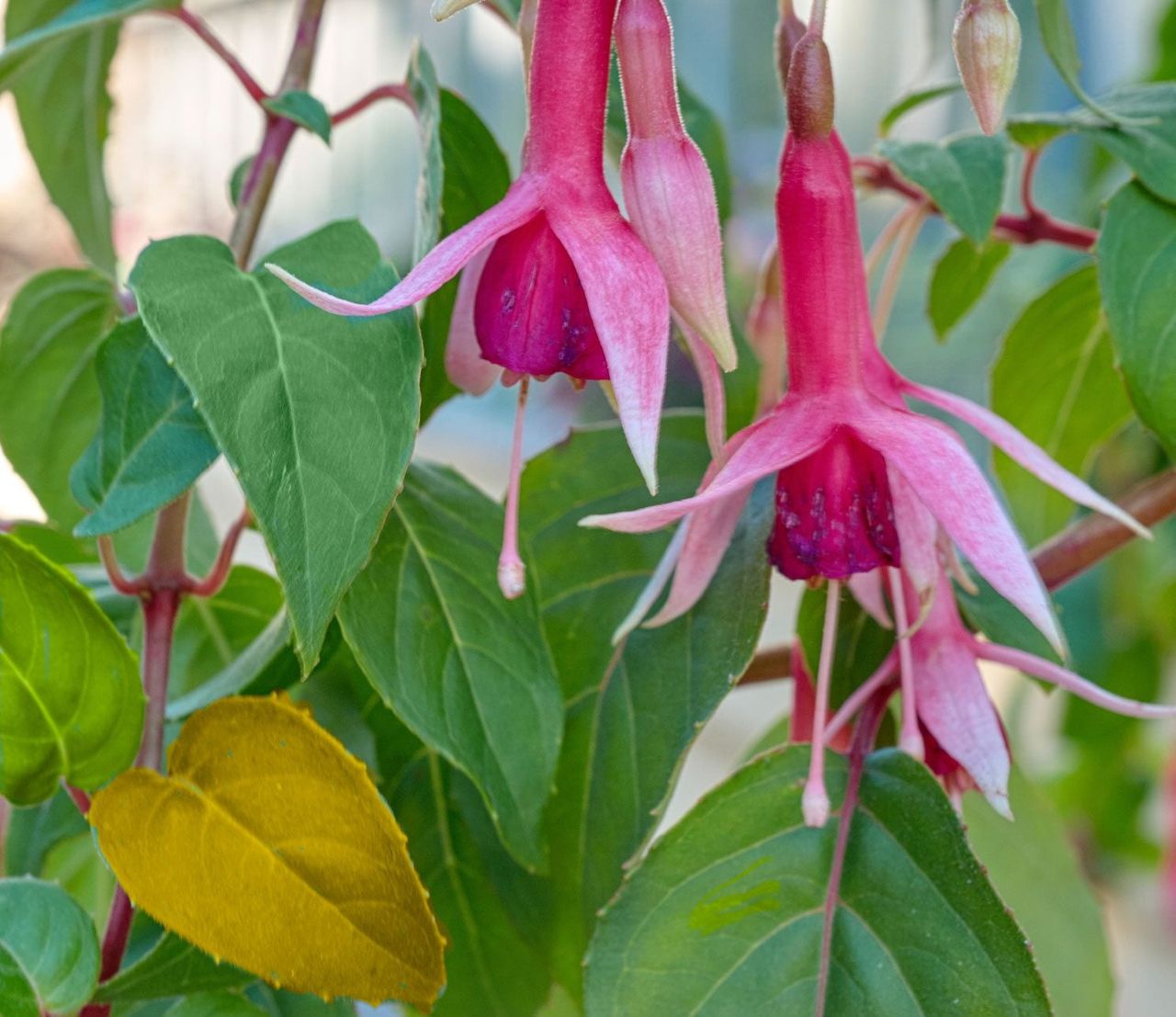 Yellowing Fuchsia Plant Leaves