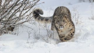 A photo of a snow leopard looking at the camera while walking through the snow.