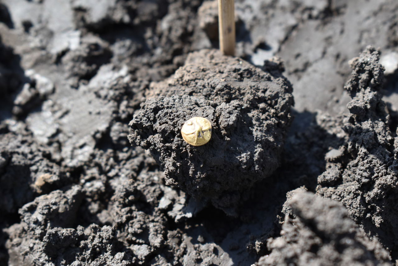 Archaeological excavation of celtic settlement; small golden coin found in the ground.