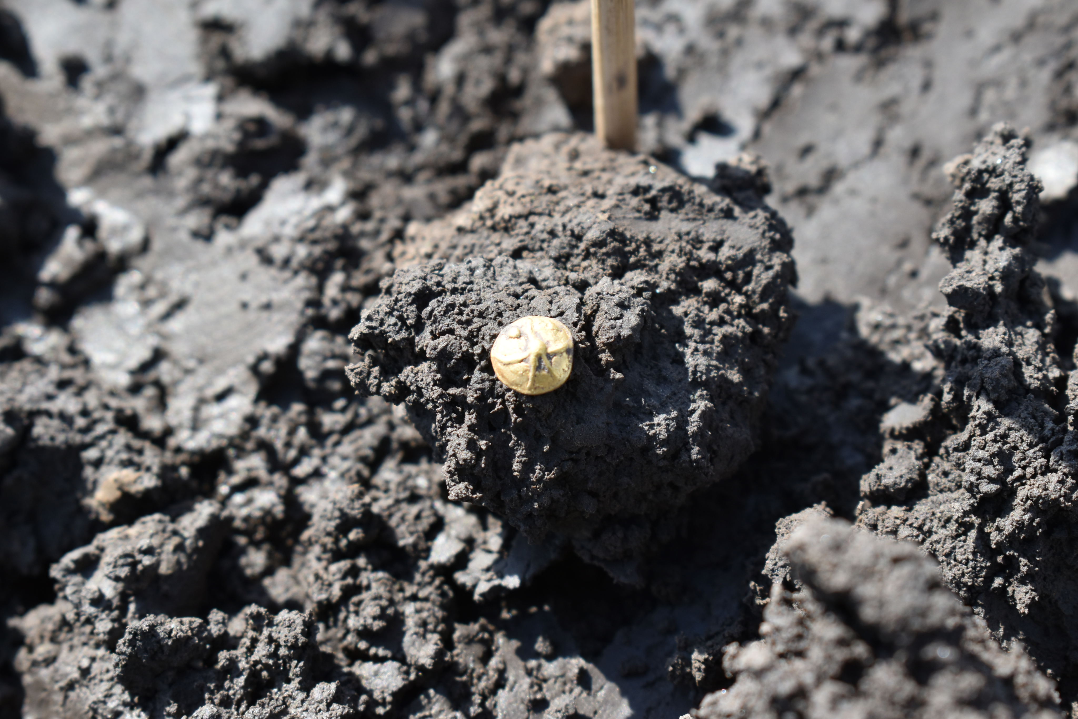 Archaeological excavation of celtic settlement; small golden coin found in the ground.