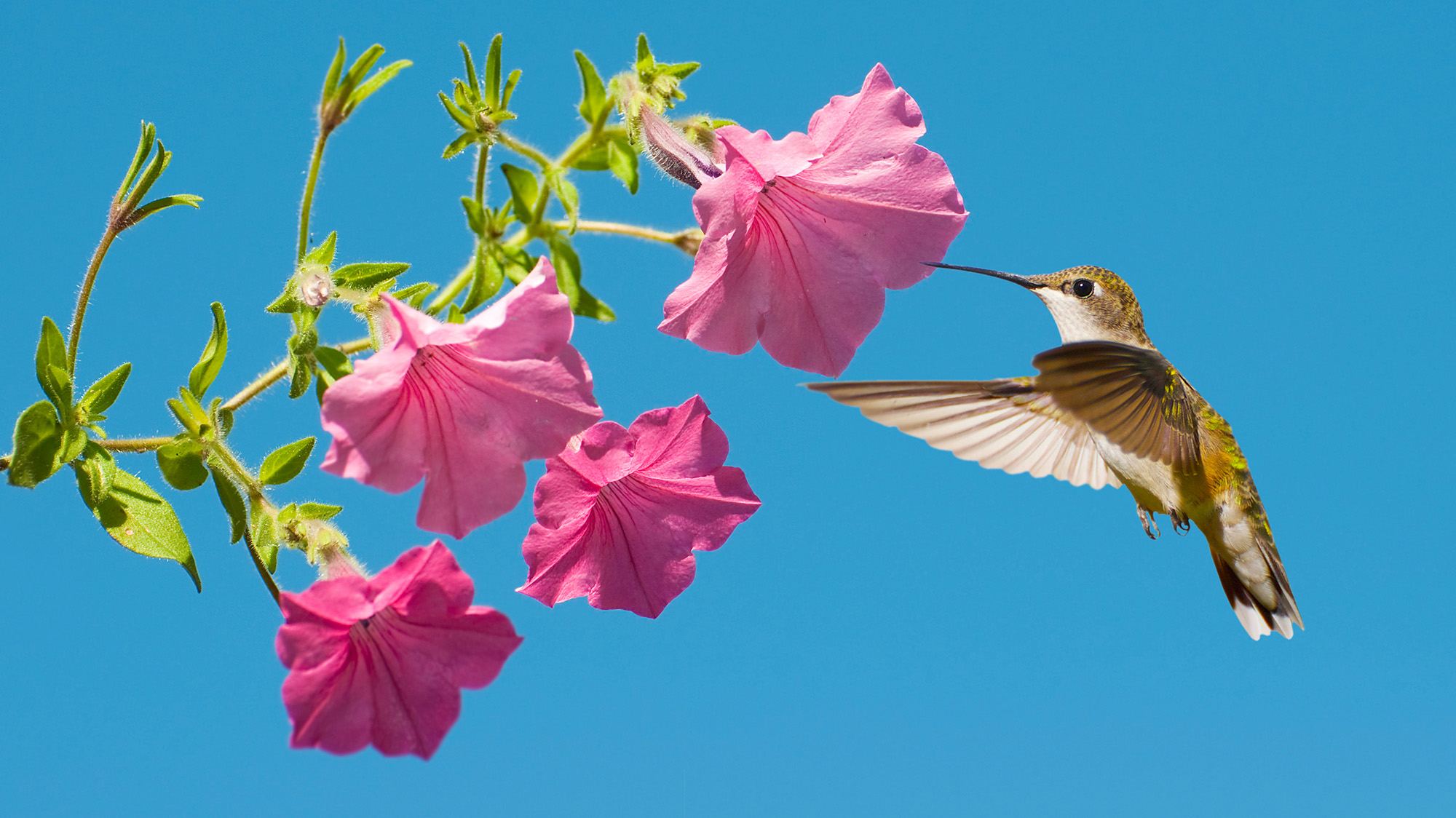 Hummingbird feeding from pink petunia