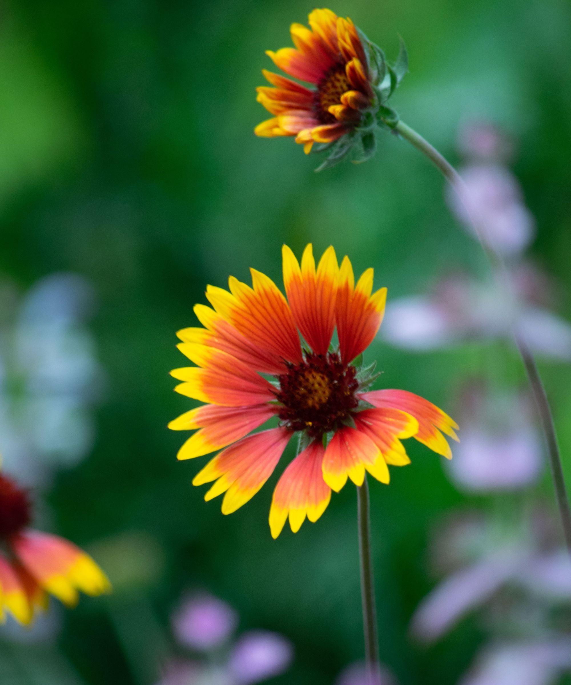 A blanket flower