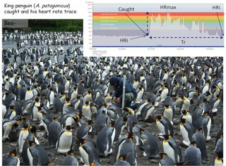 Penguin heart rate monitoring