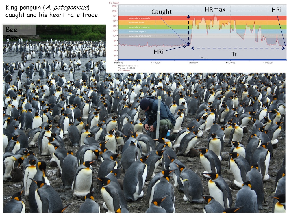 Penguin heart rate monitoring