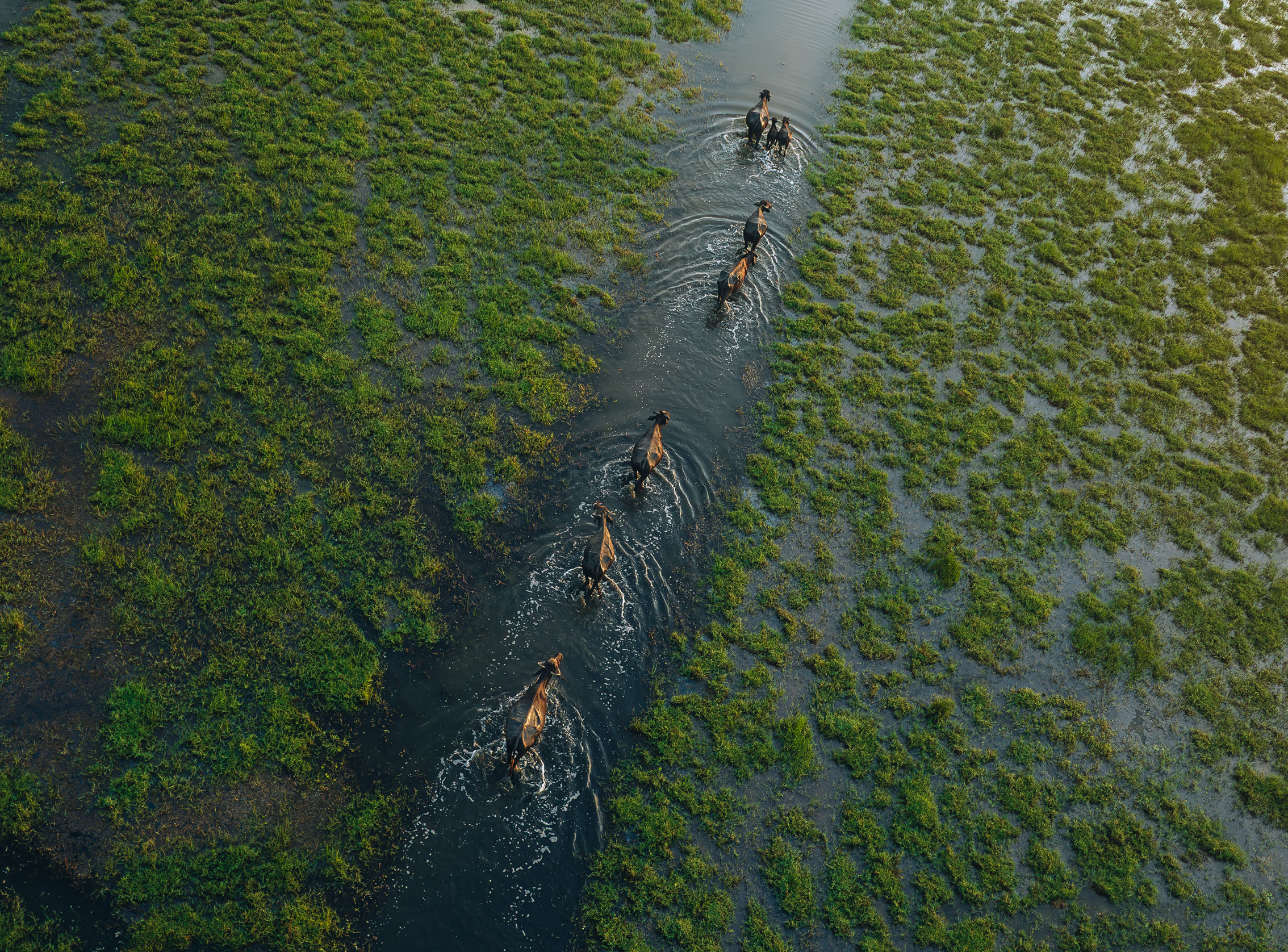 Aerial view of a herd of horses wading through a narrow waterway in a lush, green marsh