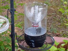 Plastic Bottle DIY Wasp Trap