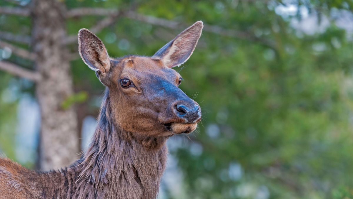 Cow elk in field