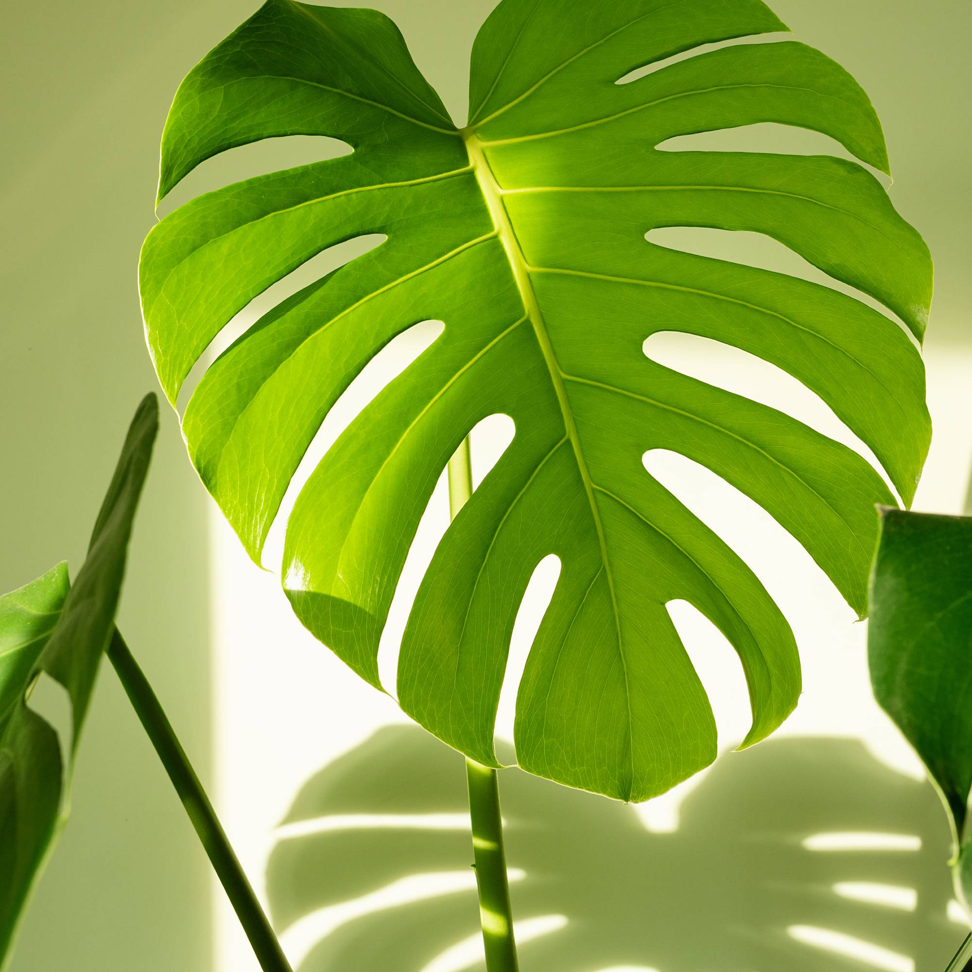 Bright green monstera swiss cheese plant leaf