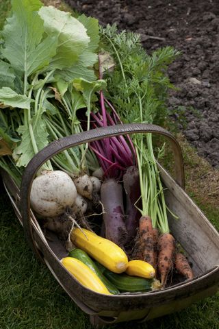 Some harvested carrots in a trug with other veg