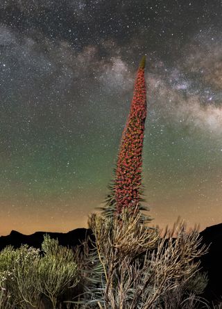 Canary Islands for the striking tajinaste