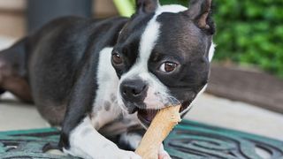 longest lasting dog treats