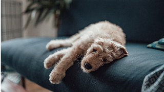 Dog lying down on a green sofa