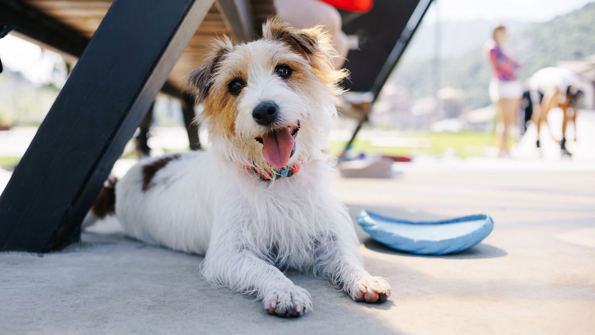 Jack Russell Terrier sat underneath chair outside