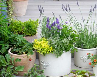 herb planters on garden patio - Future