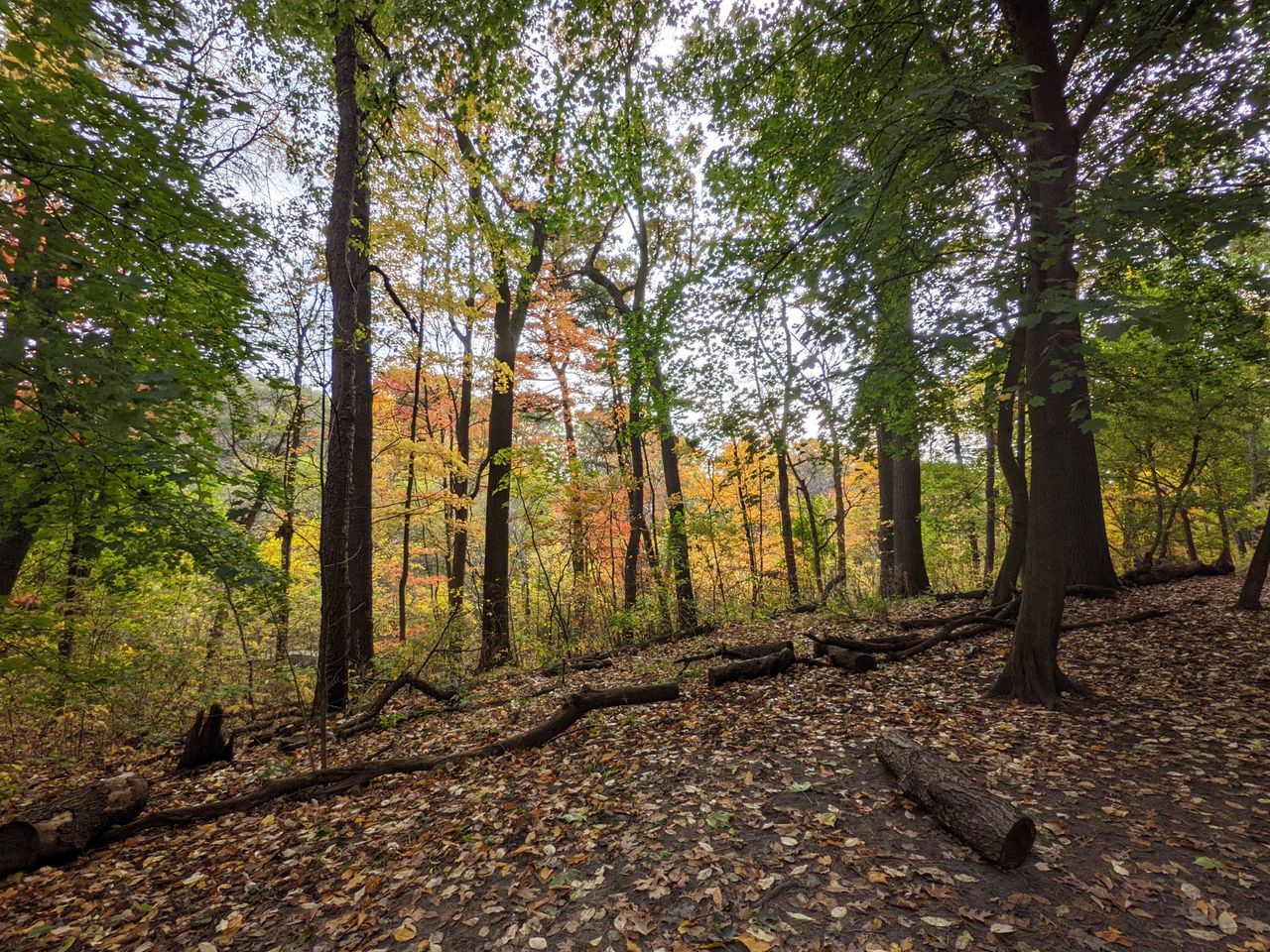 Pixel5 Sample