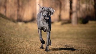 Great Dane