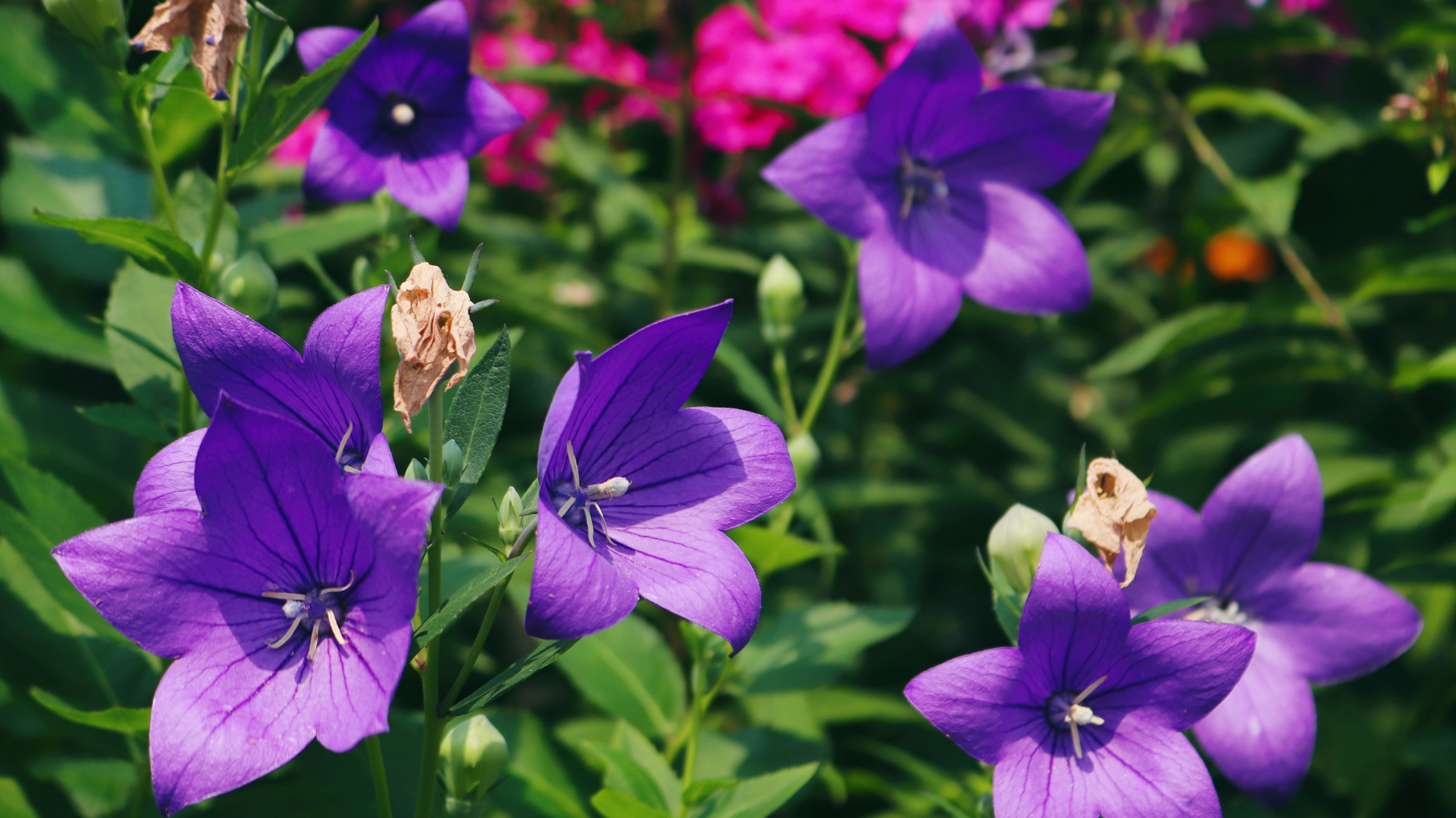 Platycodon blooms are like delightful stars on canvas of the floral skies! Platycodon grandiflorus is known also as balloon flower, Chinese bellflower, or platycodon.
