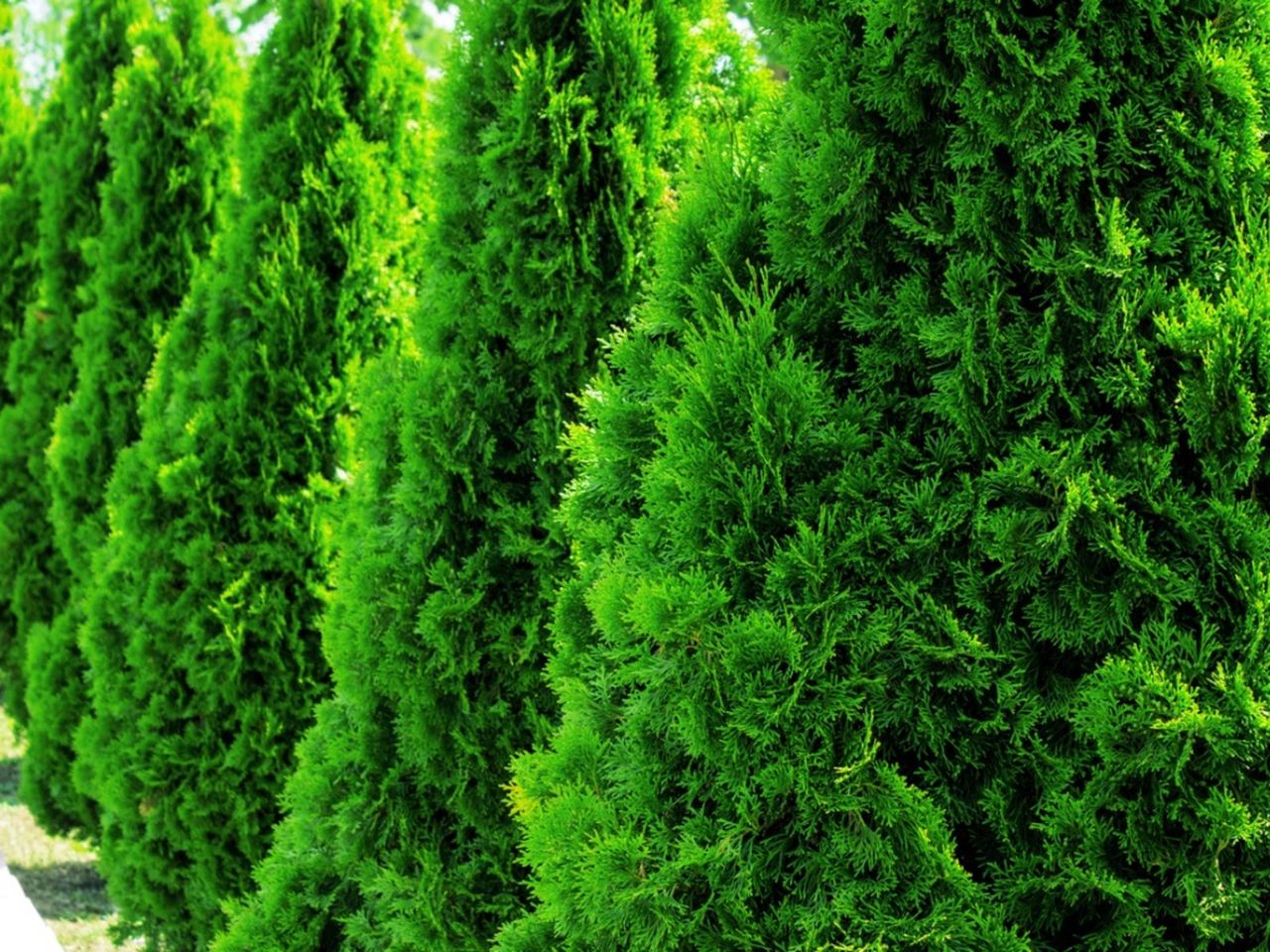 Green Arborvitae Trees