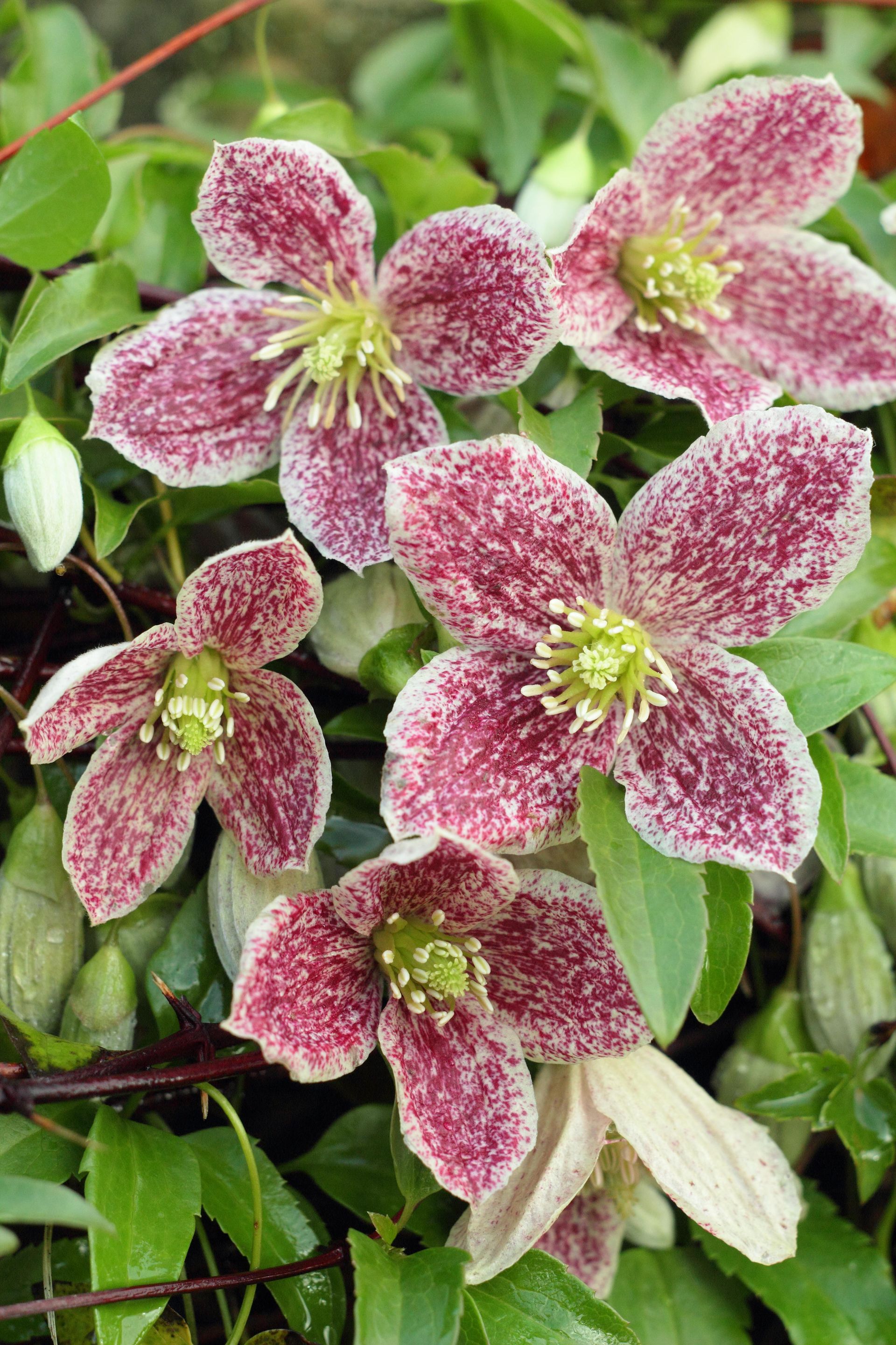 Evergreen climber - clematis