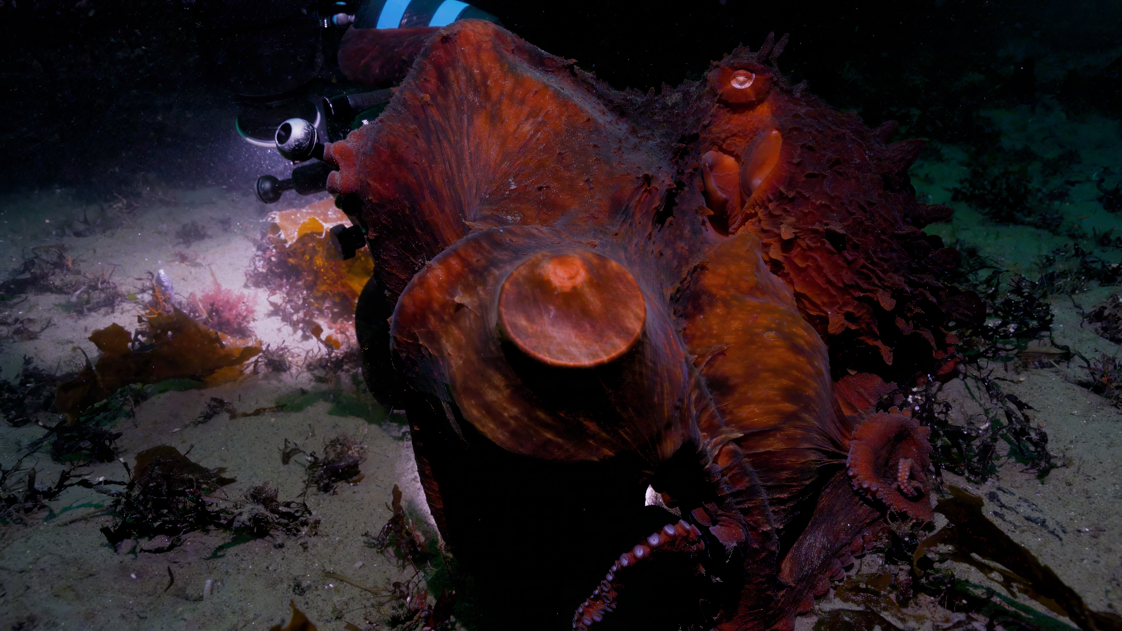 A photo of an octopus encounter by John Roney