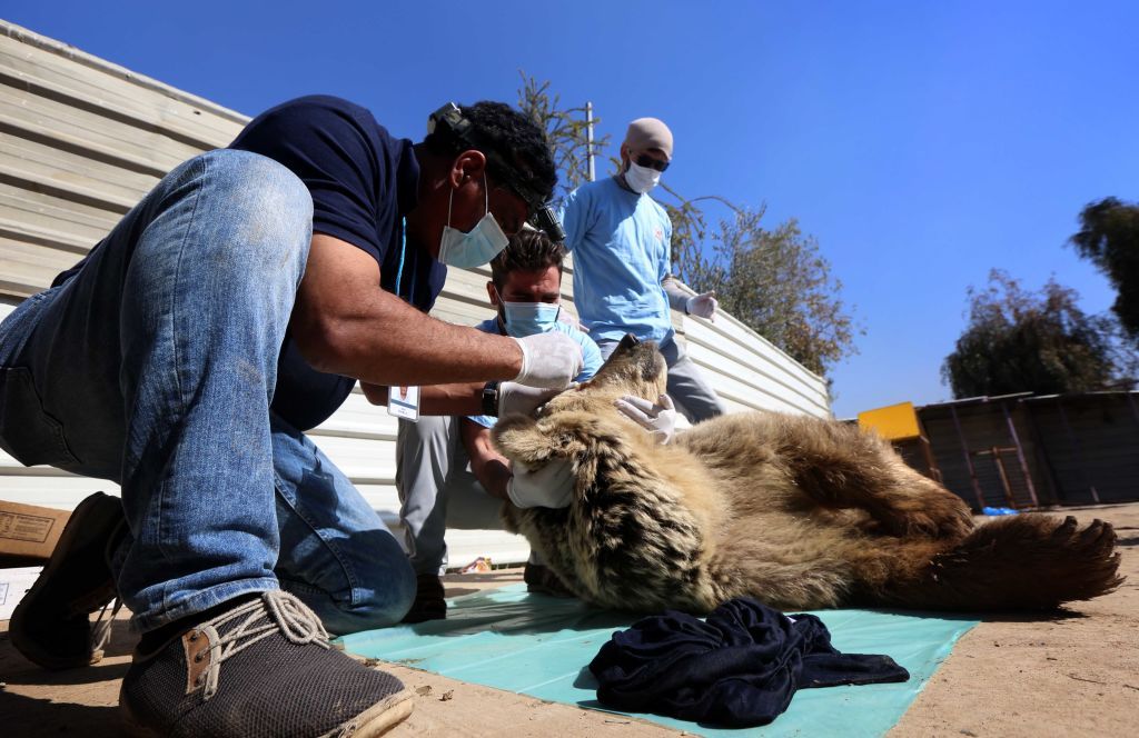 Mosul zoo animals. 