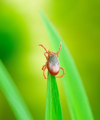 A brown tick bug perched on top of a green blade of grass, with two blades of grass next to it and a green background
