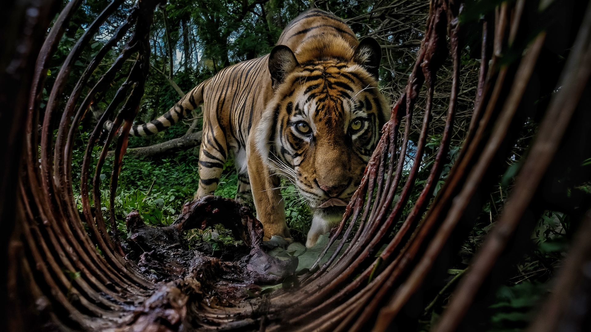 a tiger looks through a large animal's ribcage