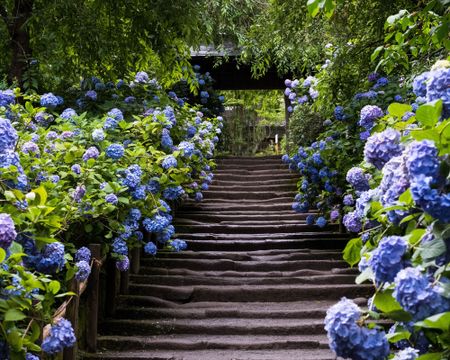 stone steps lined with hydrangeas