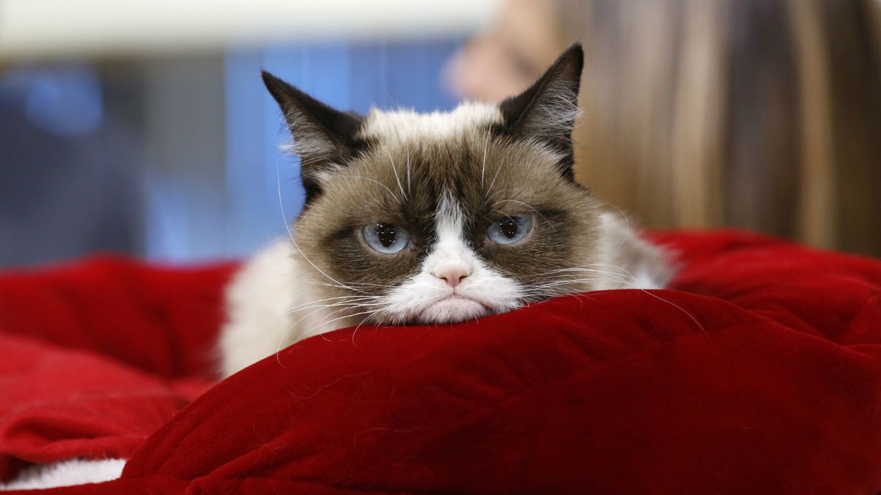 Grumpy Cat