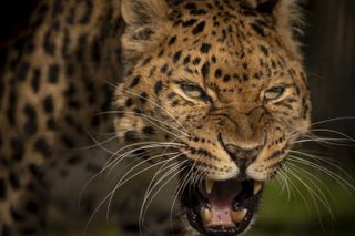 Big cats can show their teeth!