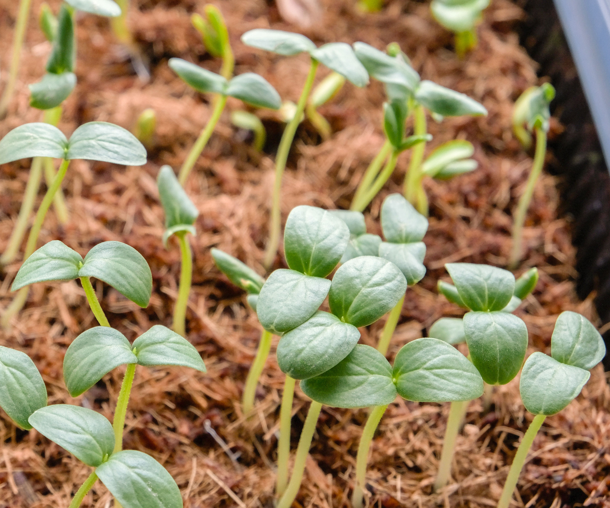 small seedlings in black tray of coco coir